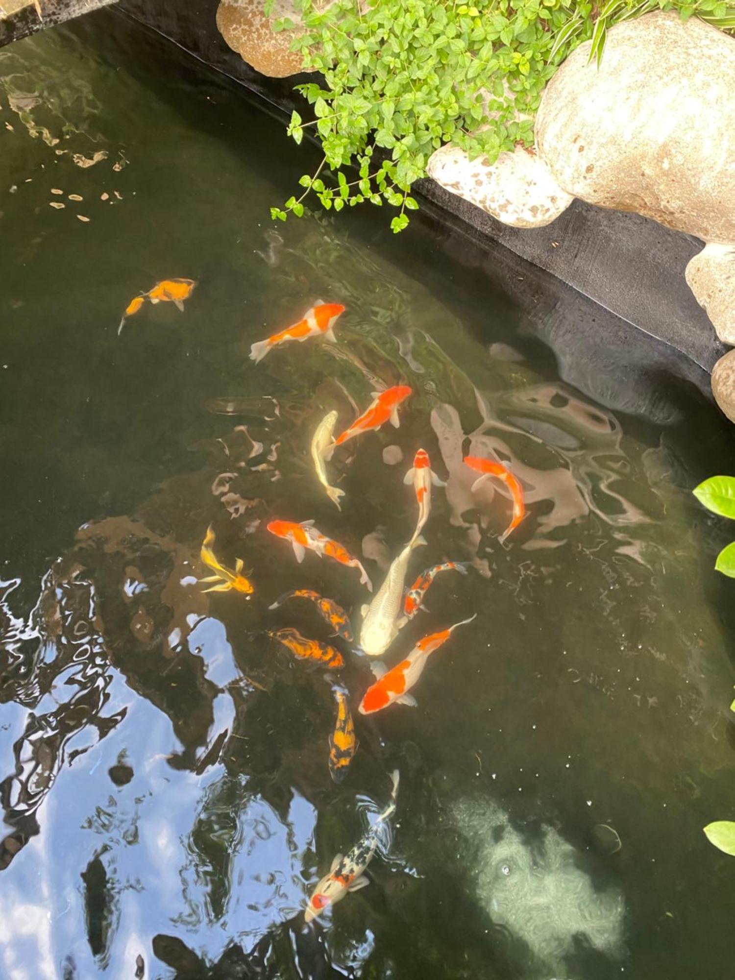 Lemon Tree Homestay Tam Coc Ninh Binh Exteriér fotografie